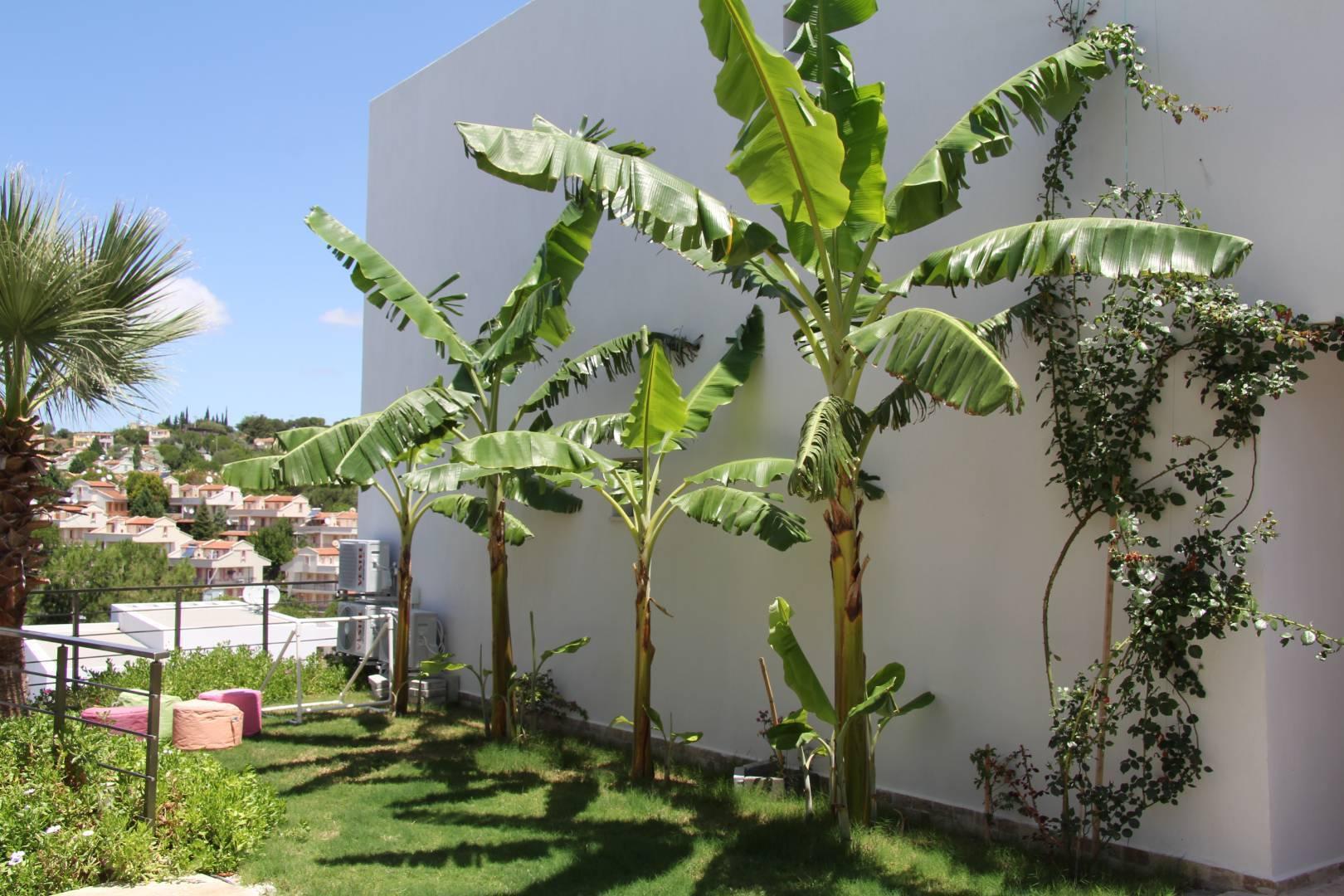 Kuşadası Soğucak'ta Açık ve Kapalı Havuzlu, Spor Salonlu, Tatil Evi-22338